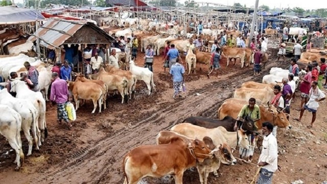 আফতাবনগরে বসানো যাবে না পশুর হাট: হাইকোর্ট