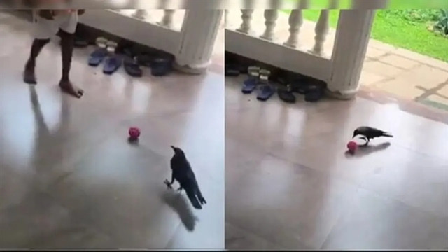 কাকের ঠোঁটে ফুটবল জাদু, নাম তার ‘ক্রো-নালদিনহো’